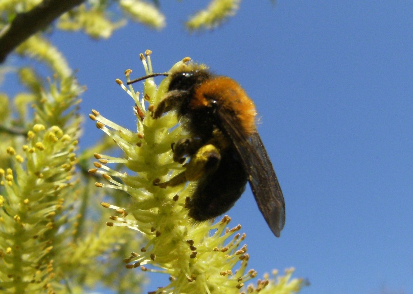 Imenottero rossonero: Andrena cfr thoracica